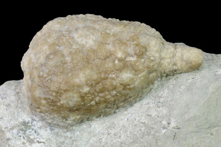 Cystoid (Holocystites) Fossil - Indiana #136973
